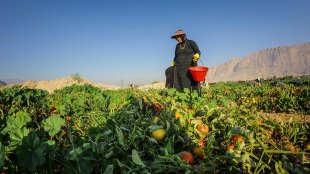 اختصاص 42 درصد از تسهیلات روستایی کارآفرینی به زنان