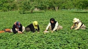 طرح مشترک معاونت زنان برای حمایت از زنان کشاورز