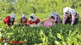 تولید 140 محصول استاندارد و گواهی شده توسط زنان روستایی و عشایری با حمایت معاونت امور زنان و خانواده