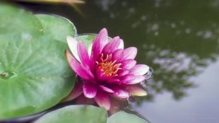 برای دختران ایران زمین+فیلم