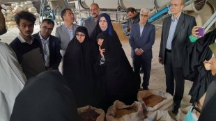 بازدید معاون رئیس جمهور در امور زنان و خانواده، از فعالیت زنان روستایی در تولید خوراک دام _ شهرستان پاکدشت
